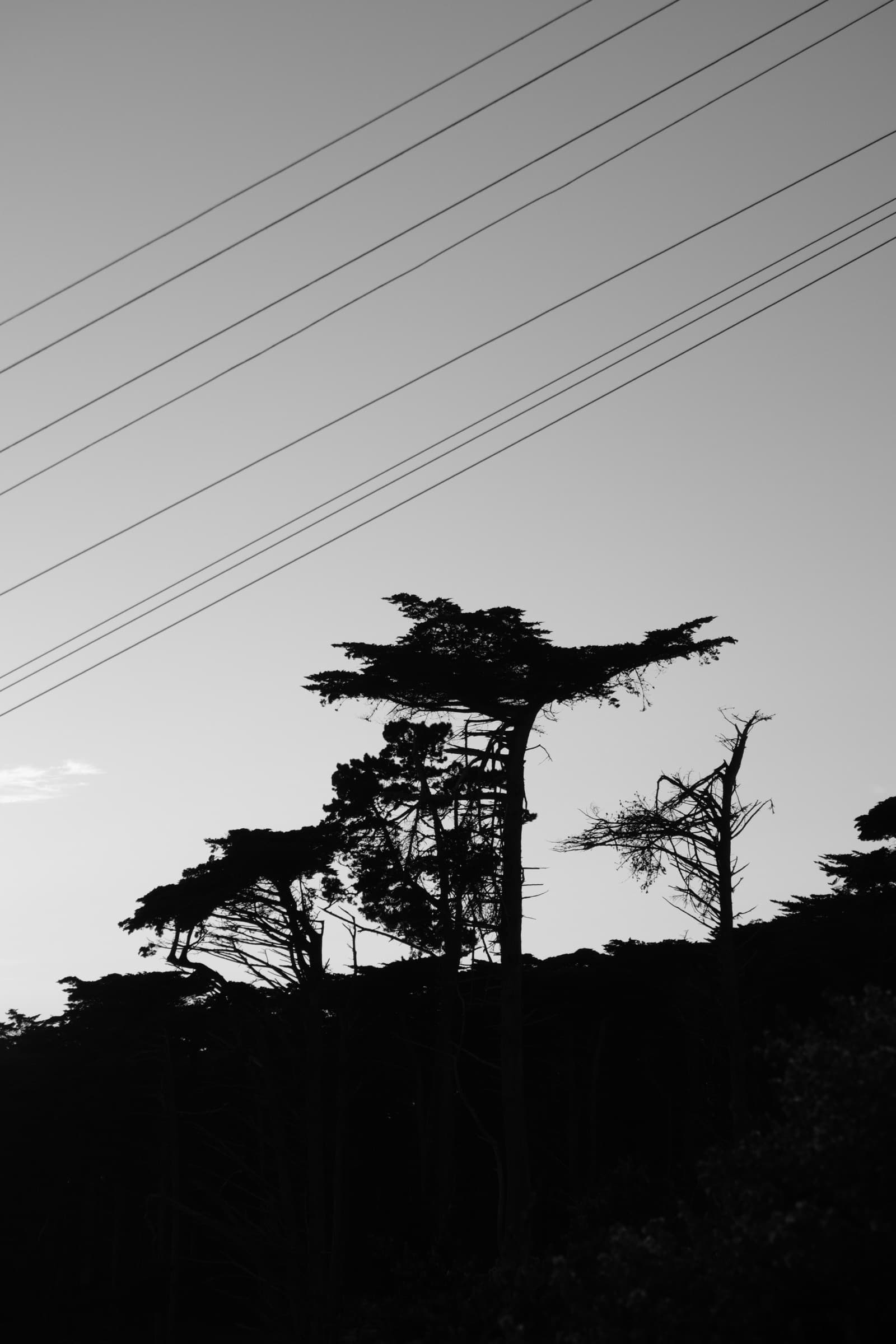Cypress silhouette