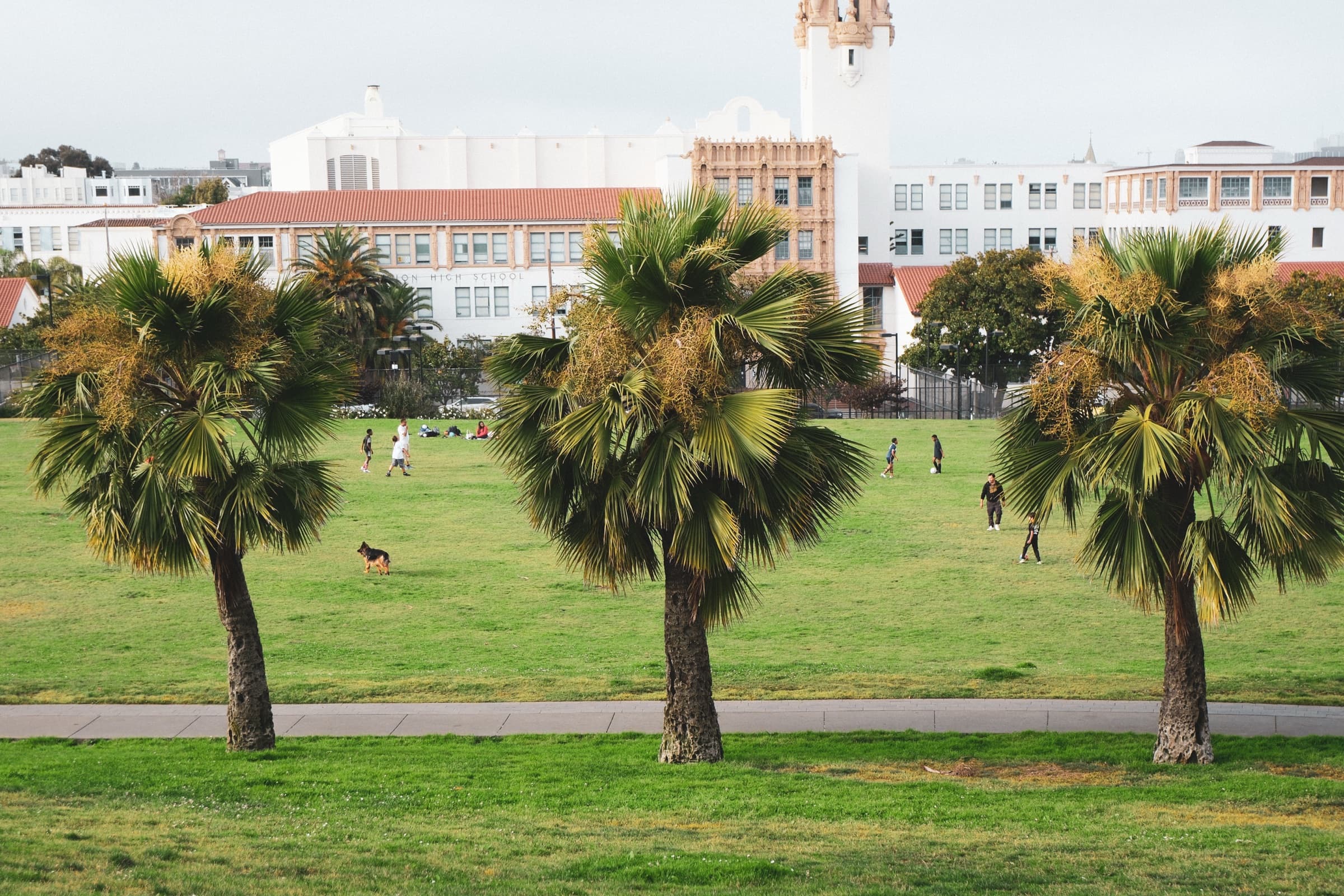Dolores Park, palms