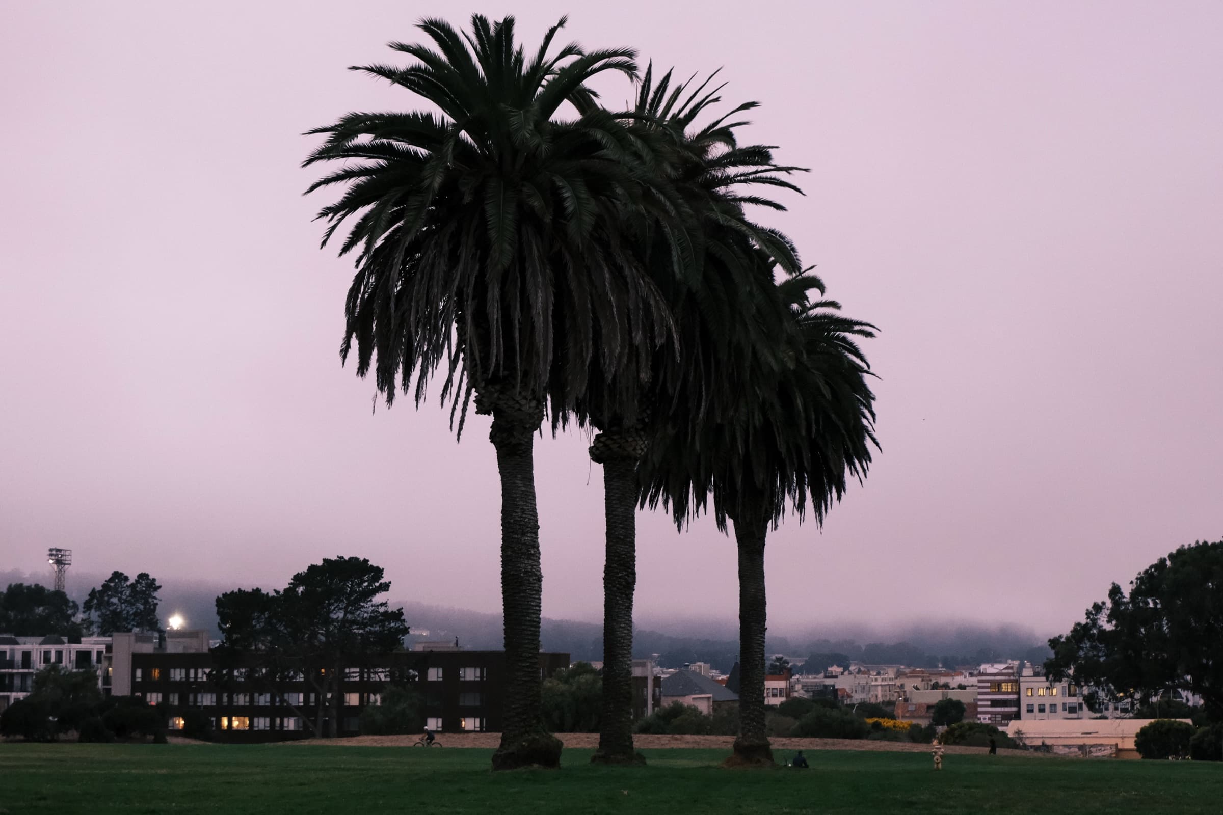 Marina, dusk palms