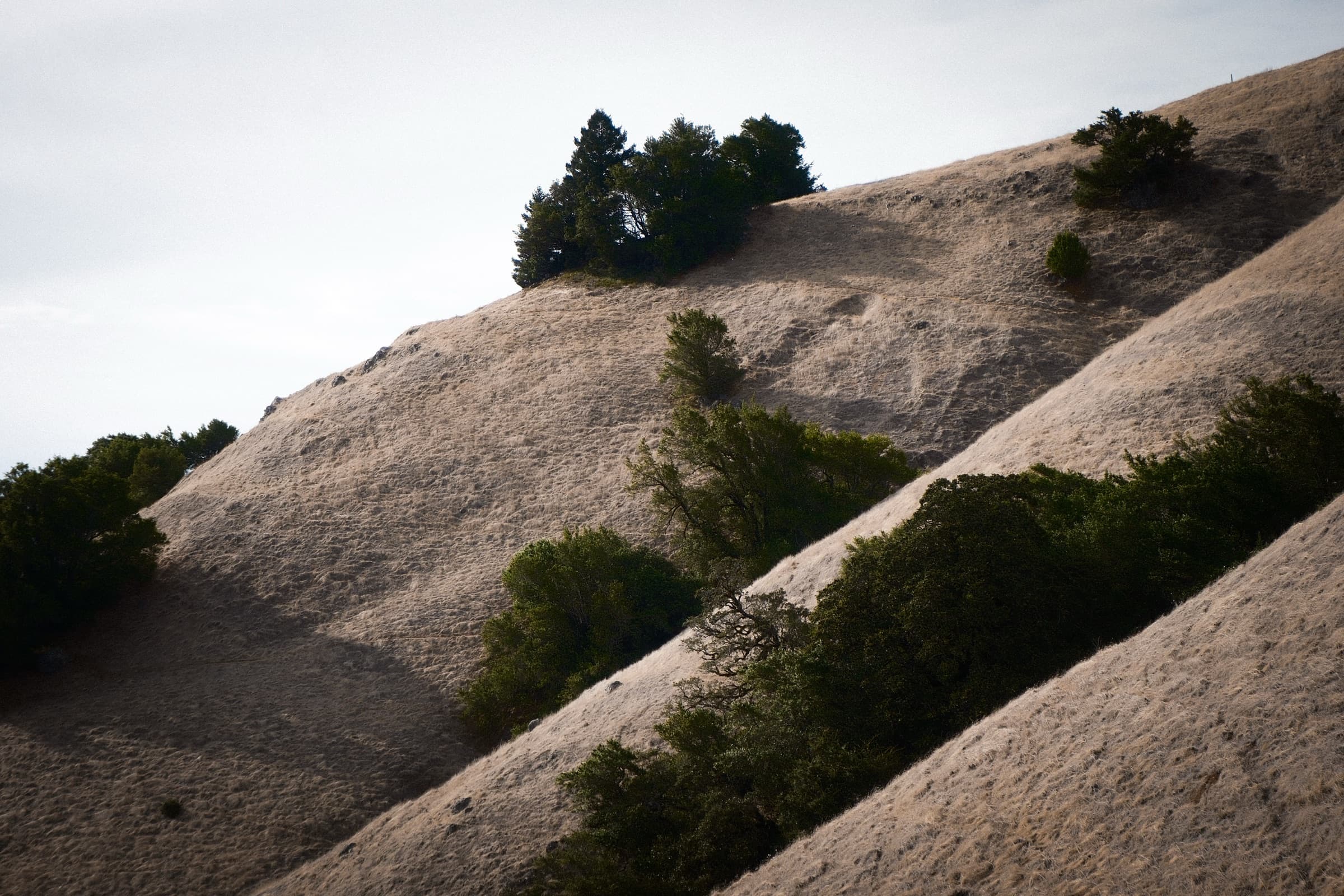 Mount Tam, dry hills