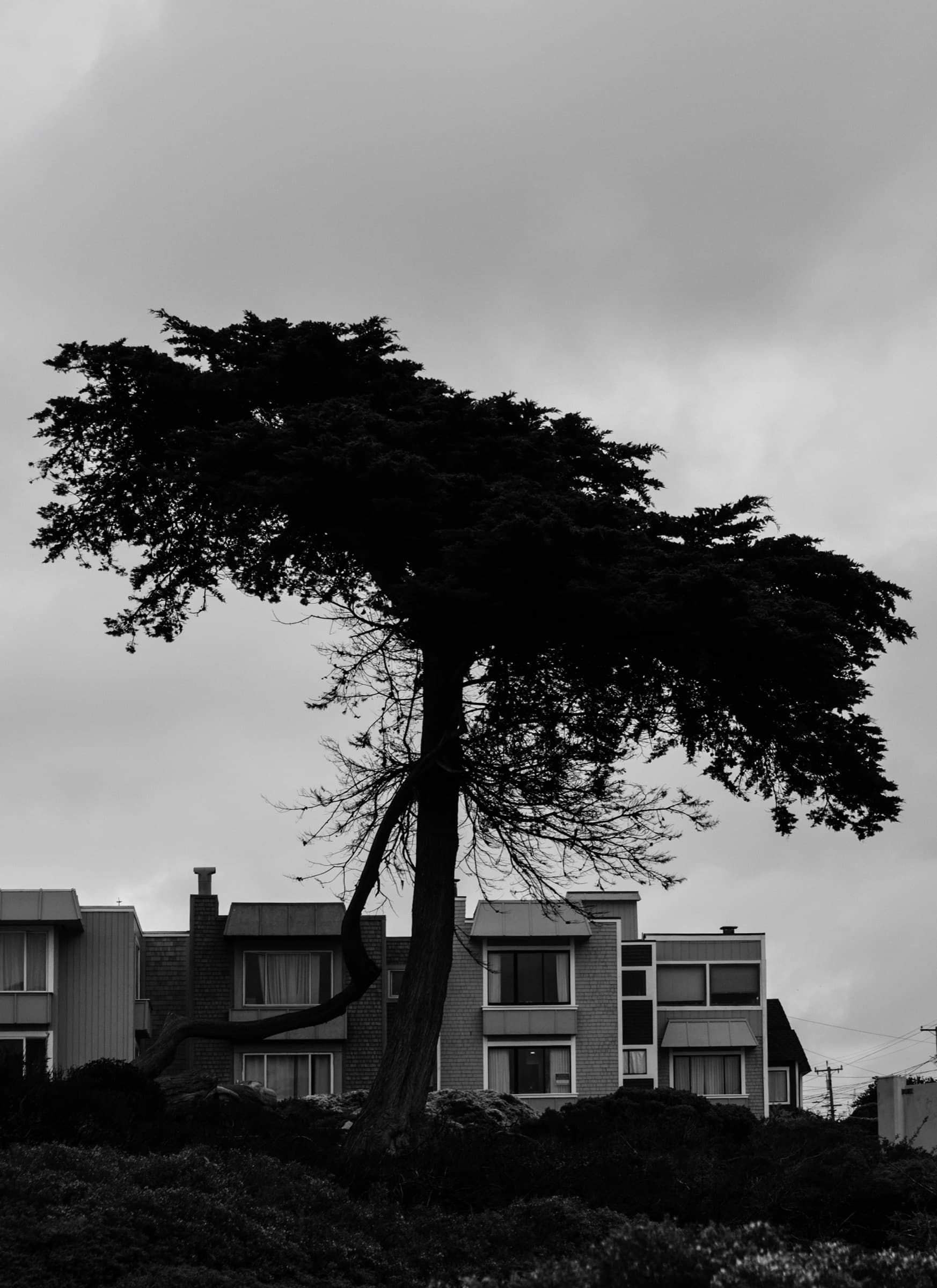 Wind-bent tree